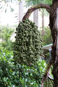 Fruits of a fishtail palm