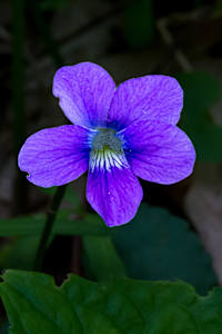 Common blue violet