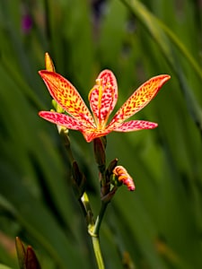 Blackberry lily, also known as Iris domestica or leopard lily.