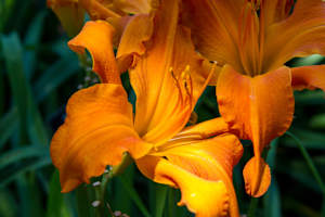 Daylily flower