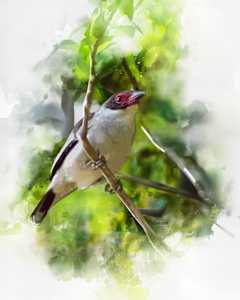 Masked Tityra, Costa Rica