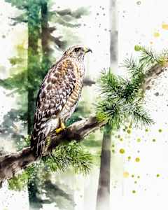 Red-shouldered Hawk