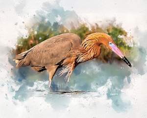 Reddish Egret