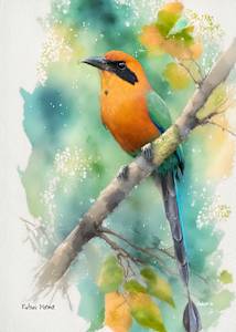 Rufous Motmot, Costa Rica