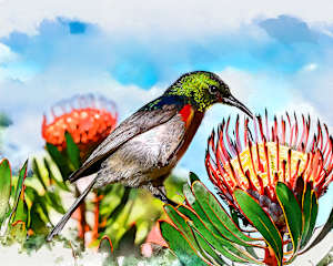 Southern Double-collared Sunbird, South Africa