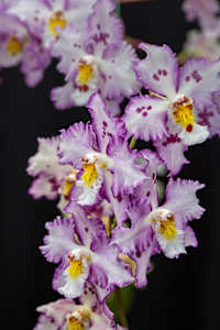 Oncidium  orchid hybrid,  'Lavender Lace'