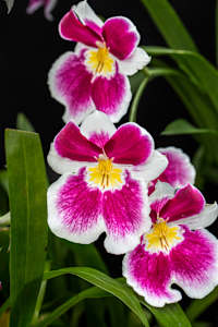 Orchid hybrid Oncidopsis Pacific Waters 'Paul's Pride'.