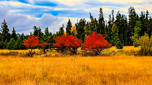 Snake River Valley, Wyoming, in the Autumn