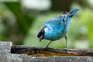 Golden-naped Tanager (Chalcothraupis ruficervix)