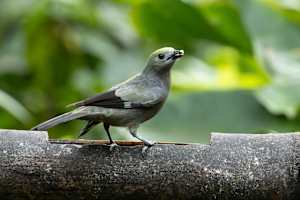 Palm Tanager (Thraupis palmarum)