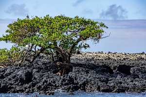 Standing on Isabela Island Volcanic Ash, Galapagos