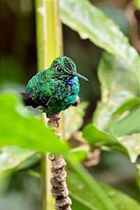 Green-crowned Brilliant hummingbird, Costa Rica