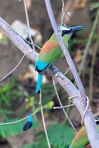 Turquoise-browed Motmot, Costa Rica