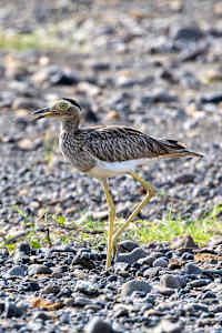 Double-striped Thick-knee, Costa Rica