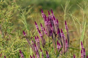 Celosia flower,  known as "Flamingo Feather" or "Wheat Celosia".