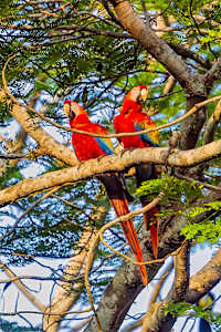 Two Scarlet Macaws, Costa Rica