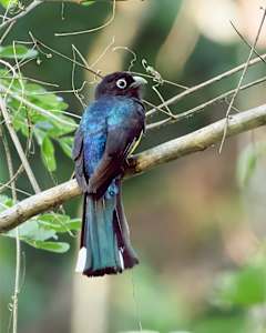 Male Black-headed Trogon