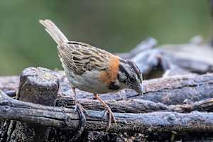 Rufous-collared Sparrow, Costa Rica