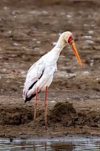 Yellow-billed Stork, South Africa