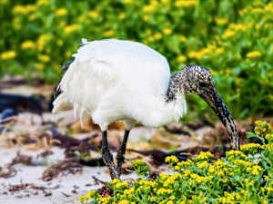 African sacred ibis