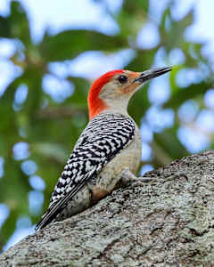Red-bellied woodpecker, Venice, Florida, USA