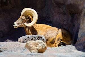 Desert bighorn sheep, Arizona-Sonoran Desert wildlife preserve, Arizona, USA