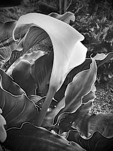 Calla Lilly