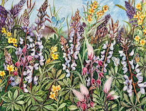 Greeting Card -  Lupine Prairie