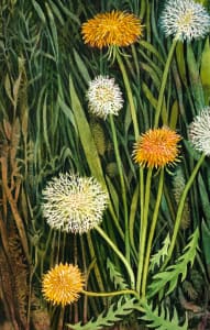 Dandelion I