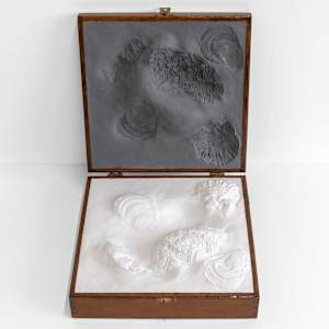 Coffret aux morphogénèses #2