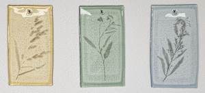 Plant Fossils III