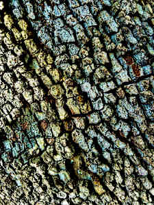 Dragon Skin #2