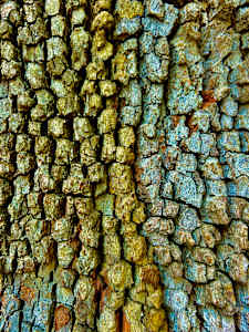 Dragon Skin #1