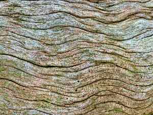 Skin of the Earth #4