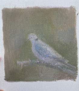 Turtle Dove