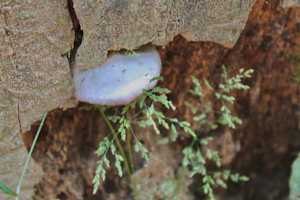 Okehocking Preserve
