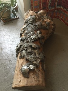 "prayer tree 4"