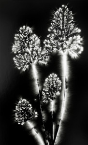 Young Carrot, from "Metaflora"