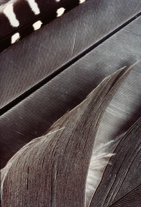 Feathers #25
