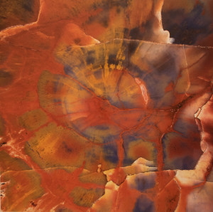 "Conifer" Arizon, USA Triassic