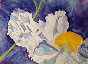 Matilija Poppy