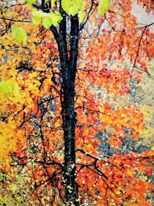 Autumn Tree