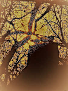 Web of Life