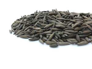 Grass Seeds