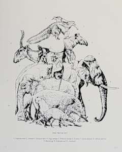 The Trunk Set