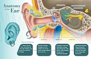 Anatomy of the Ear