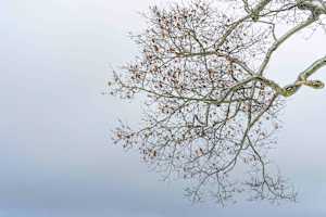 Chautauqua  Branches 3/3