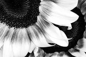 Sunflower in Monochrome