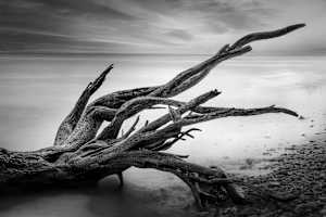 Sea Monster