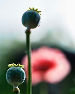 Poppy #7